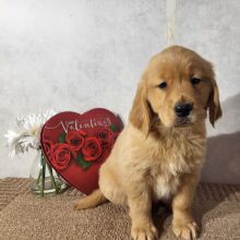 Golden Retriever Puppy Kali