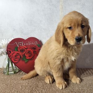 Golden Retriever Puppy Kali