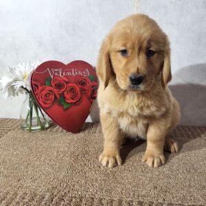 Golden Retriever Puppy Kali