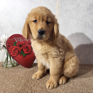 Golden Retriever Puppy Kali