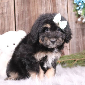 Aussiedoodle Puppy Landry