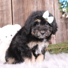 Aussiedoodle Puppy Landry