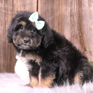 Aussiedoodle Puppy Landry