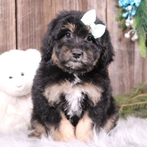 Aussiedoodle Puppy Landry