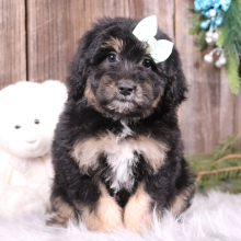 Aussiedoodle Puppy Landry