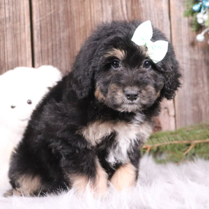 Aussiedoodle Puppy Landry
