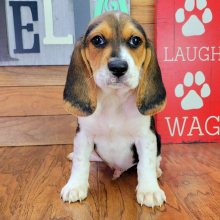 Beagle Puppy Rocket