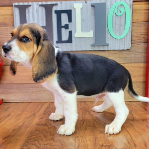 Beagle Puppy Rocket
