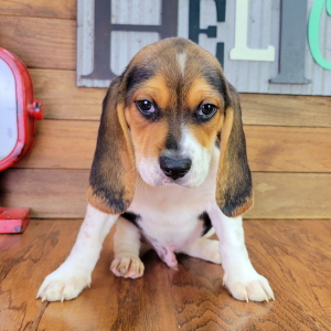 Beagle Puppy Rocket