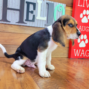 Beagle Puppy Rocket