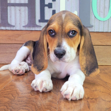 Beagle Puppy Rocket