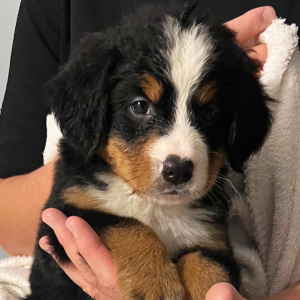 Bernese Mountain Dog Puppy Beatrice