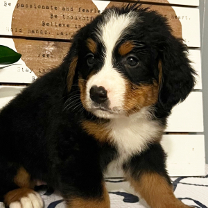Bernese Mountain Dog Puppy Beatrice