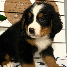 Bernese Mountain Dog Puppy Beatrice