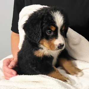 Bernese Mountain Dog Puppy Beatrice