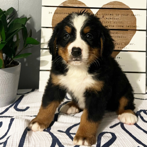 Bernese Mountain Dog Puppy Beatrice