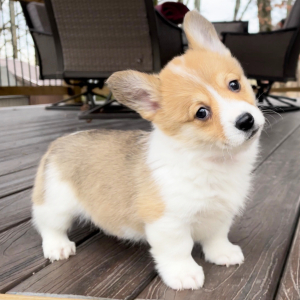 Pembroke Welsh Corgi Puppy Zoey