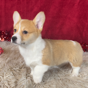Pembroke Welsh Corgi Puppy Zoey