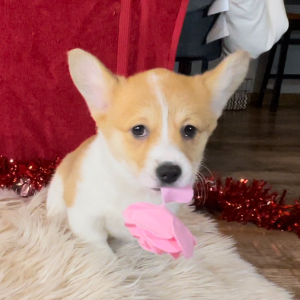Pembroke Welsh Corgi Puppy Zoey