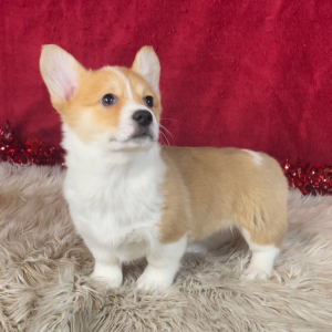Pembroke Welsh Corgi Puppy Zoey