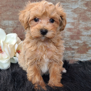 Maltipoo Puppy Diego