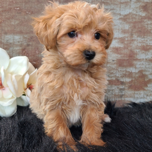 Maltipoo Puppy Diego