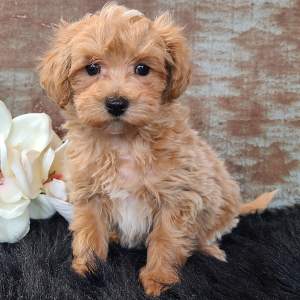Maltipoo Puppy Diego