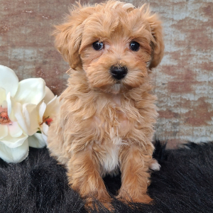 Maltipoo Puppy Diego