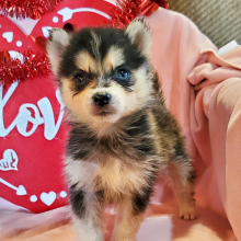 Pomsky Puppy Jake