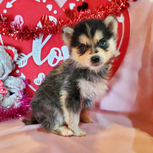 Pomsky Puppy Jake