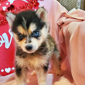 Pomsky Puppy Jake