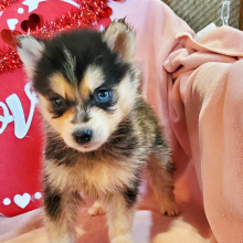 Pomsky Puppy Jake