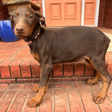 Doberman Pinscher Puppy Blaze