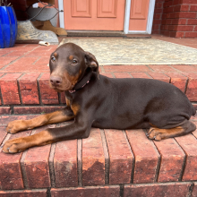 Doberman Pinscher Puppy Blaze