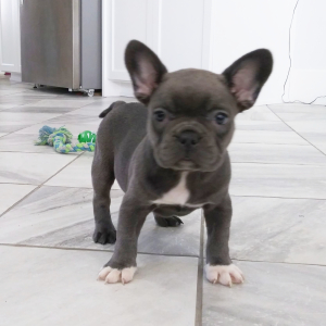 Frenchton Puppy Queen
