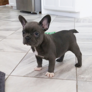Frenchton Puppy Queen