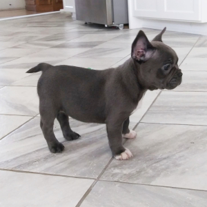 Frenchton Puppy Queen