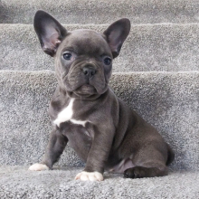 Frenchton Puppy Queen