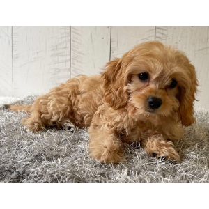 Cavapoo Puppy Wilson