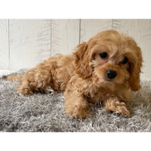 Cavapoo Puppy Wilson