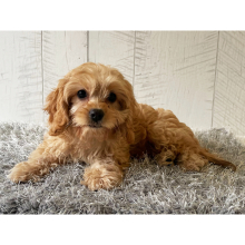 Cavapoo Puppy Wilson