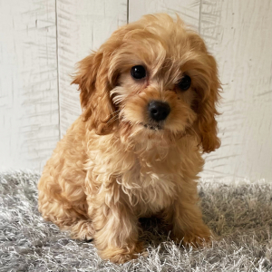 Cavapoo Puppy Wilson