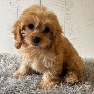 Cavapoo Puppy Wilson