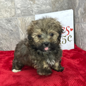 Havanese Puppy Bradley
