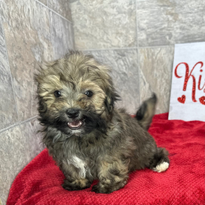 Havanese Puppy Bradley