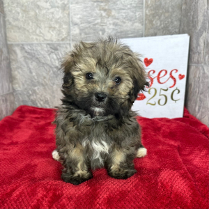 Havanese Puppy Bradley