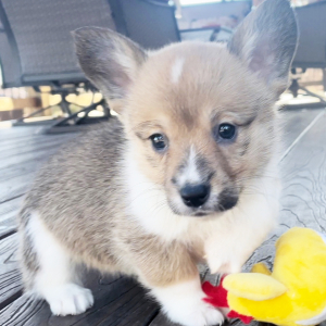 American Corgi Puppy Bailey