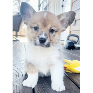 American Corgi Puppy Bailey