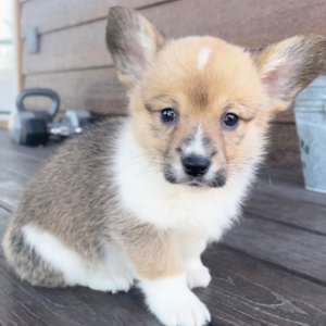 American Corgi Puppy Bailey