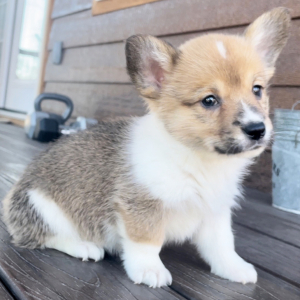 American Corgi Puppy Bailey